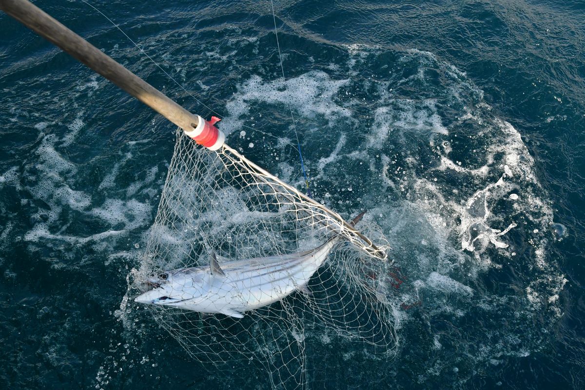 タモ（玉網）の使い方：魚を取り込む基本①  釣りあそびジャーナル