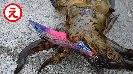 堤防で釣れる毒魚図鑑その１ 釣りあそびジャーナル