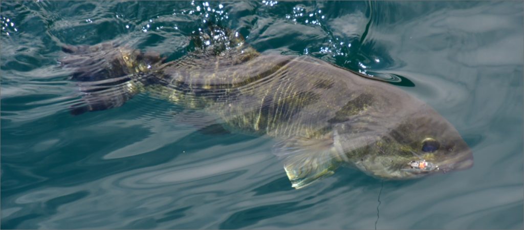 初めてのブラックバス釣り | 釣りあそびジャーナル