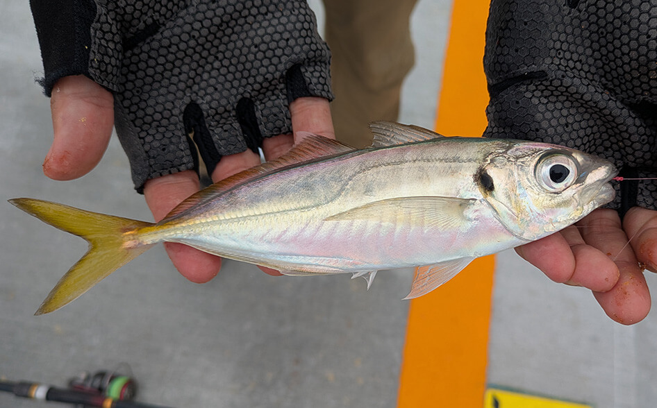 静岡県静岡市清水港海づり公園 ｜ 釣りあそびジャーナル