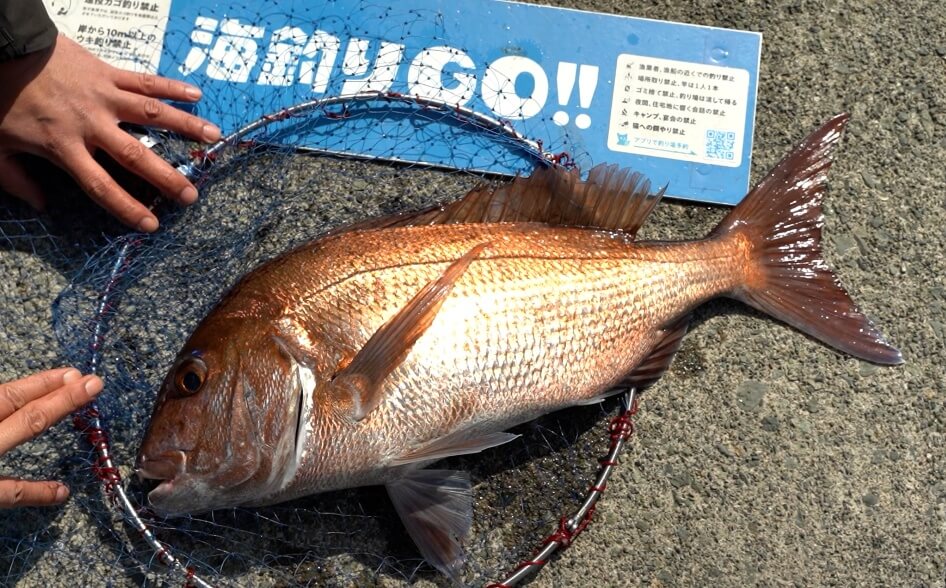 田子漁港で釣れたマダイ