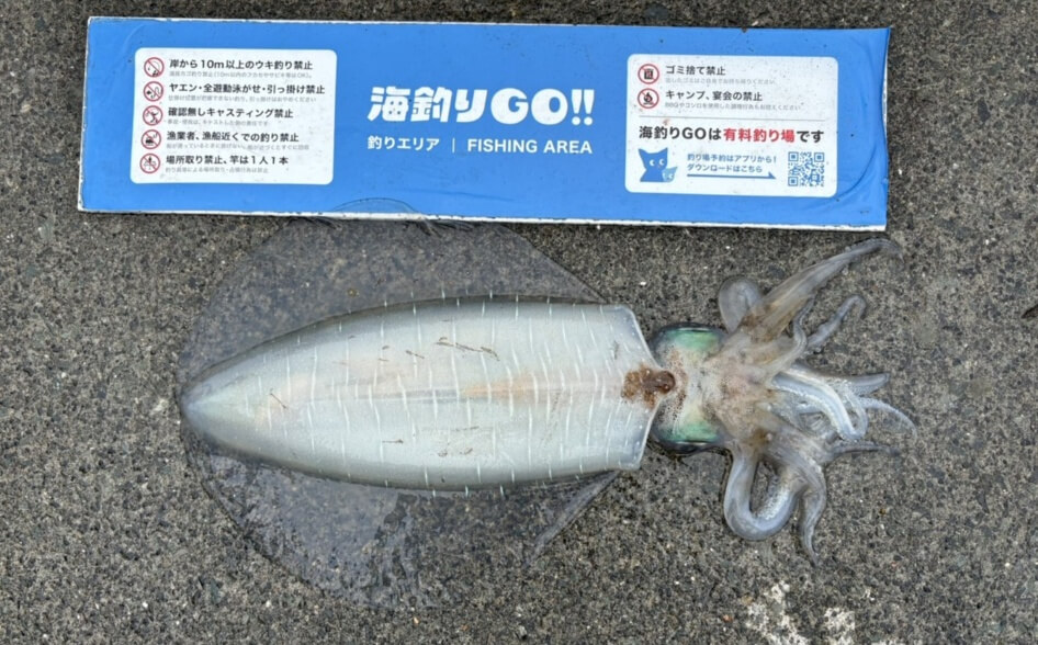 田子漁港で釣れたアオリイカ