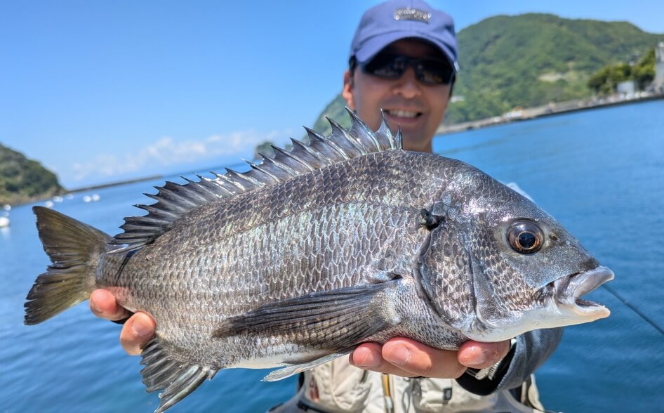 田子漁港で釣れたクロダイ