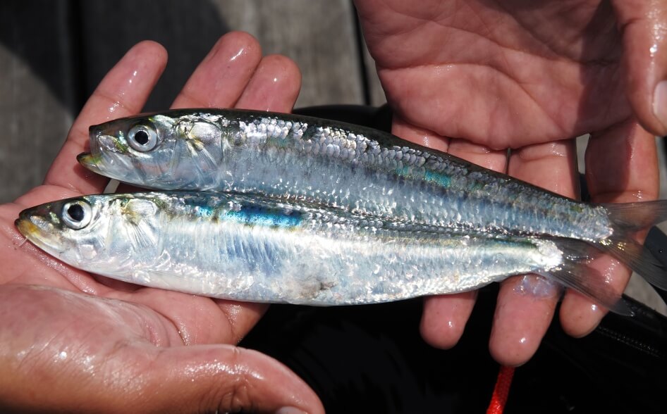 小名浜港2号ふ頭で釣れたマイワシ