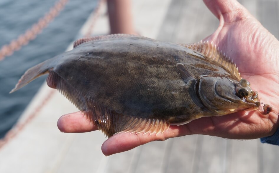 小名浜港2号ふ頭で釣れたカレイ