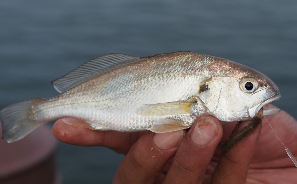 小名浜港2号ふ頭で釣れたイシモチ