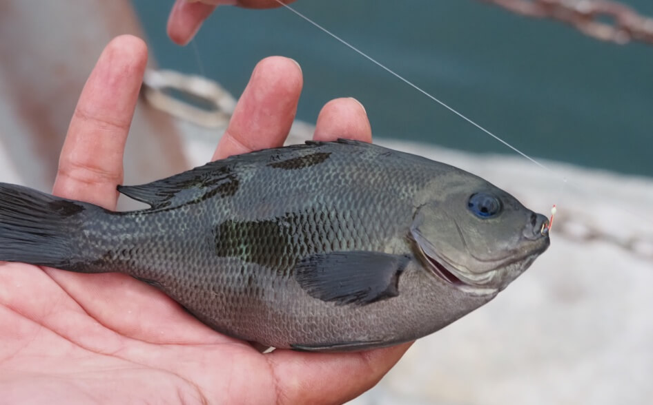 小名浜港2号ふ頭で釣れたメジナ