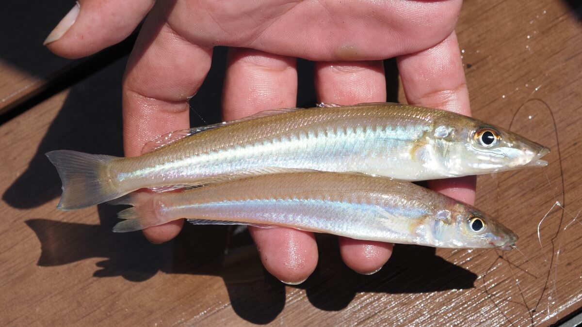 石田フィッシャリーナ釣り桟橋で釣れたシロギス