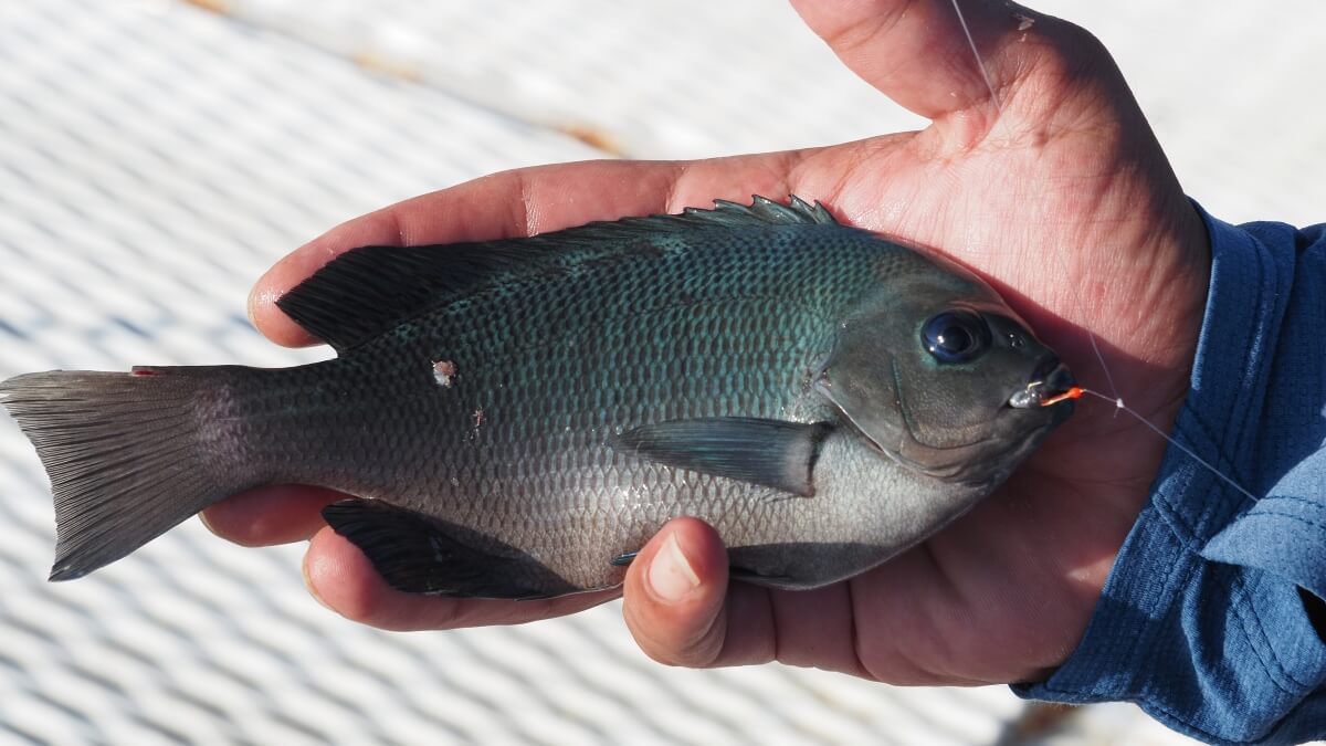 石田フィッシャリーナ釣り桟橋で釣れたメジナ