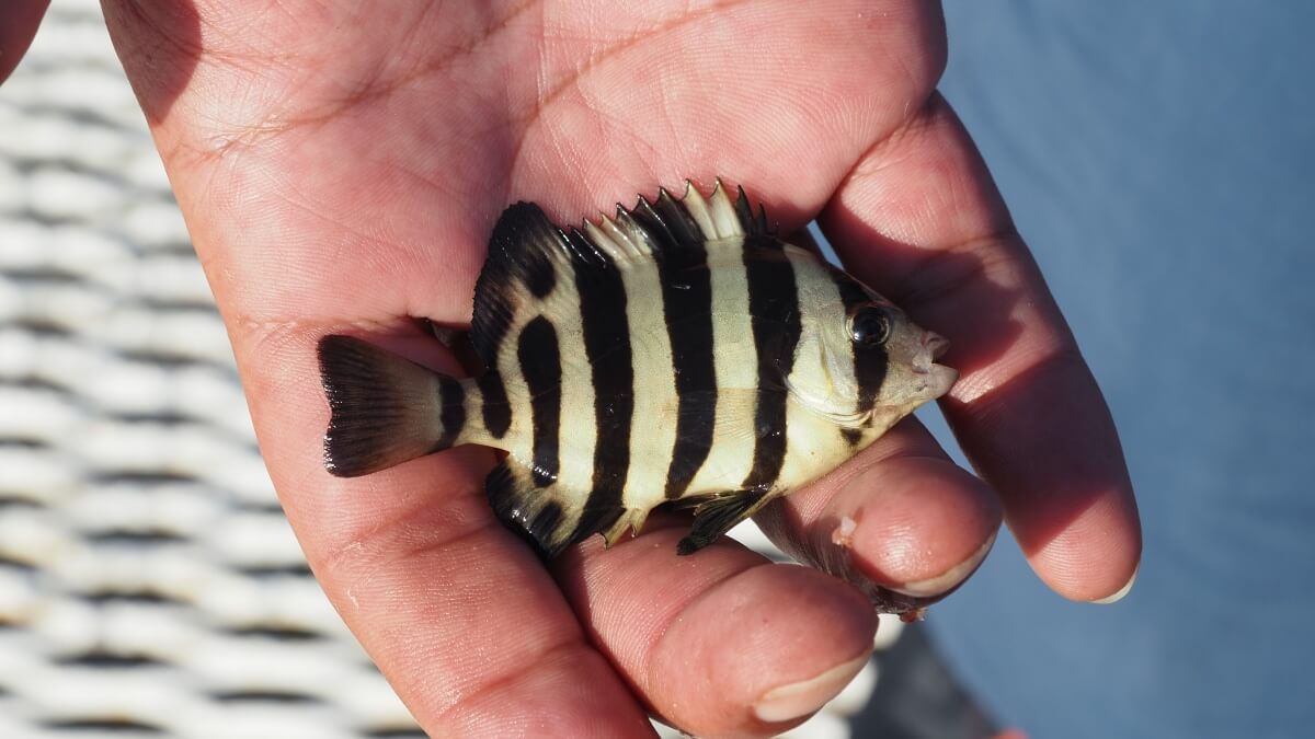 石田フィッシャリーナ釣り桟橋で釣れたシマダイ（イシダイの幼魚）